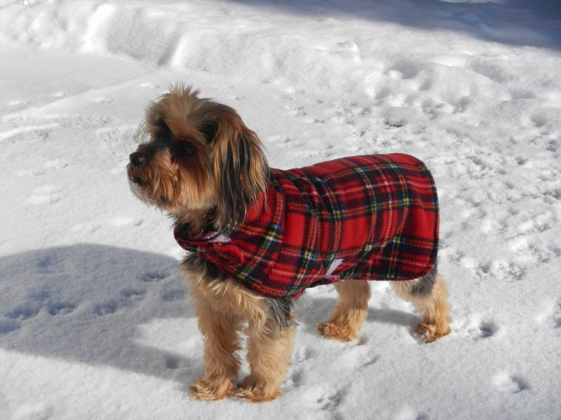 Name:  Sophie  reduced Jan.27,2013 .jpg
Views: 558
Size:  133.4 KB