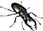 InvisibleTattoo's Avatar